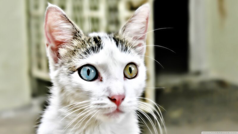 Cat with Heterochromia — White, Curious