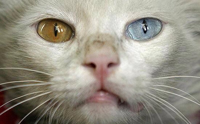 Cat with Heterochromia — White, Neutral