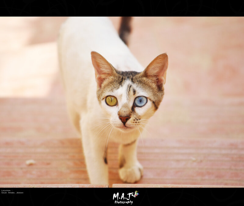 Cat with Heterochromia — White