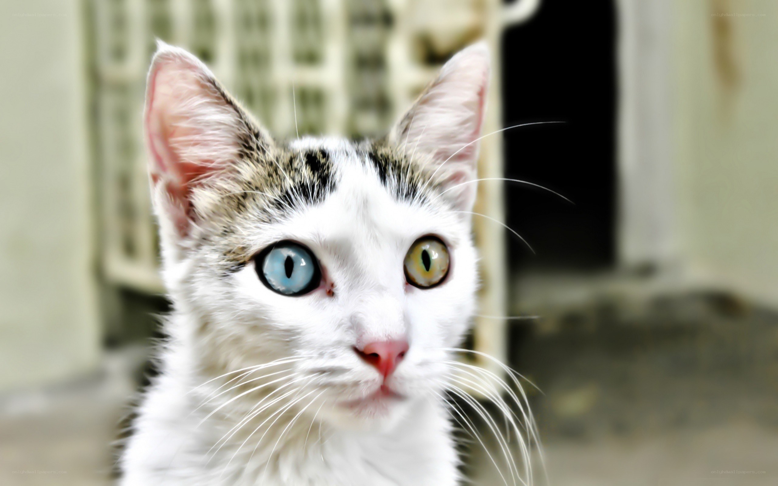 cat with heterochromia