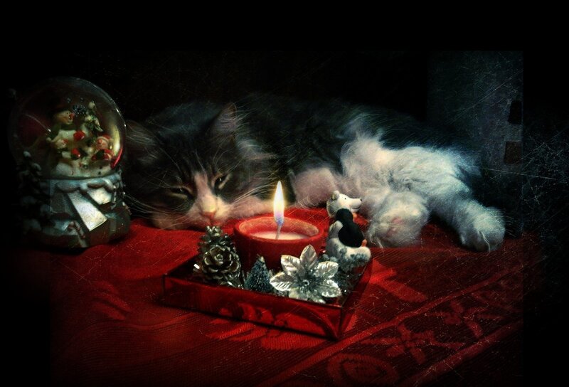 Cat with Holiday Decorations
