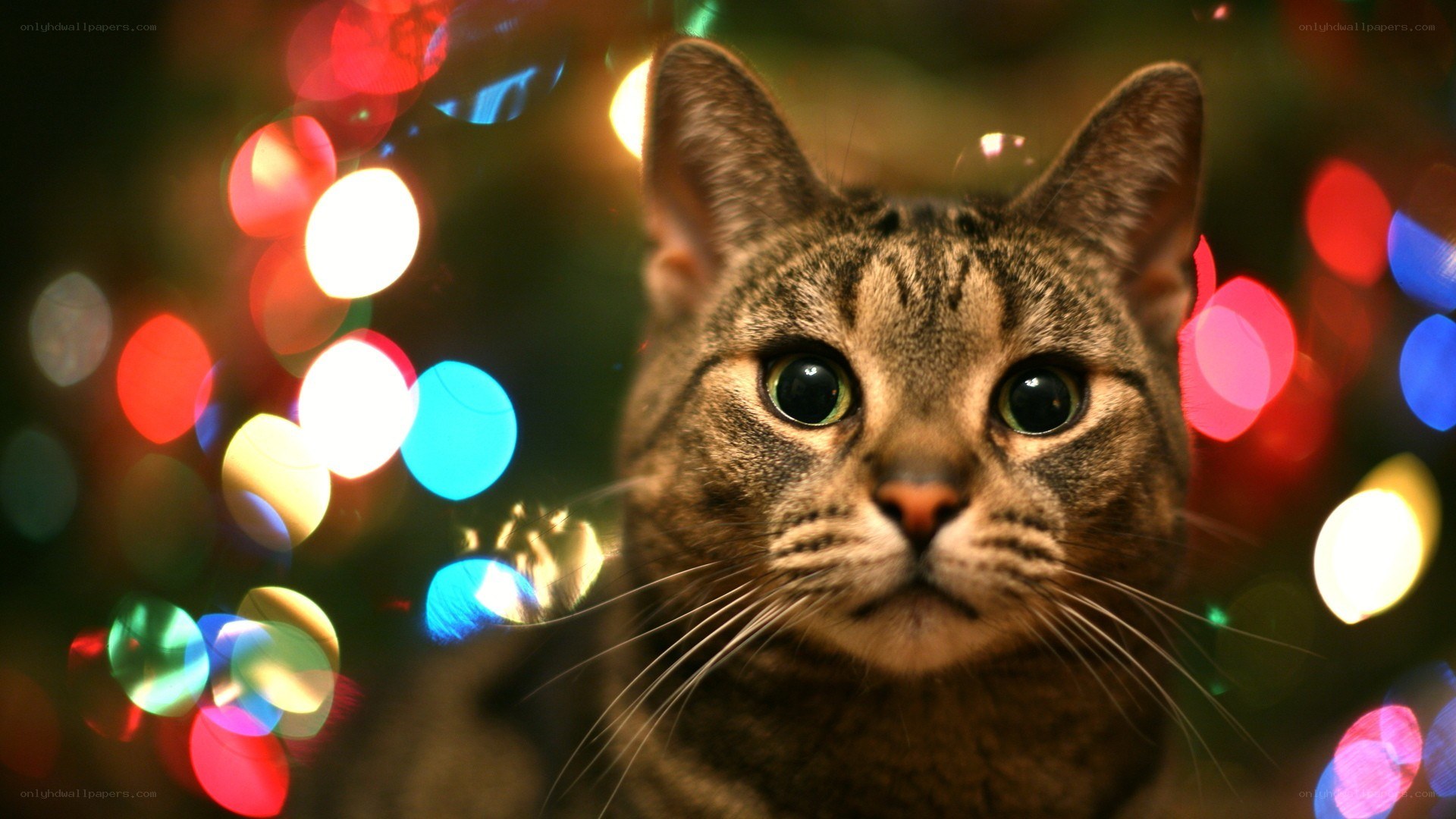cat with holiday lights