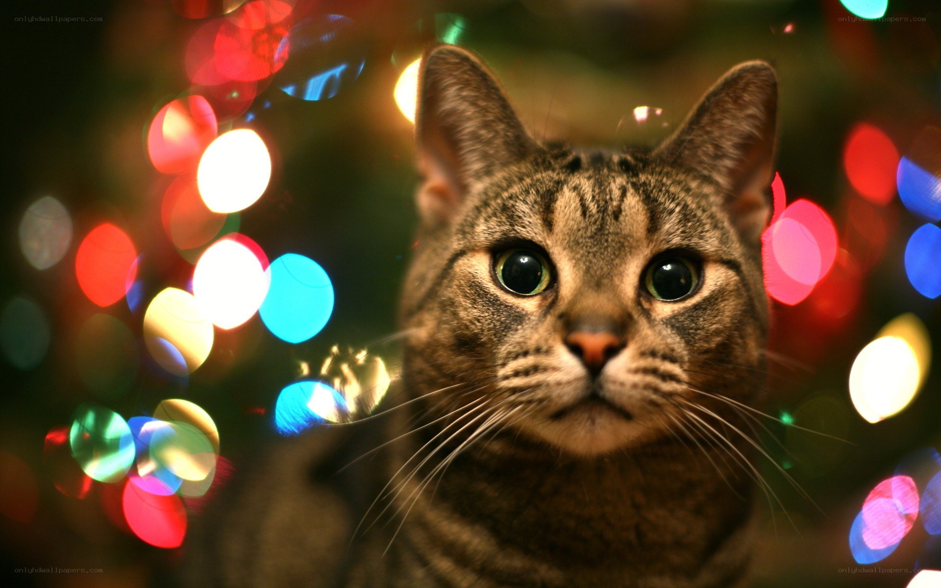 cat with holiday lights