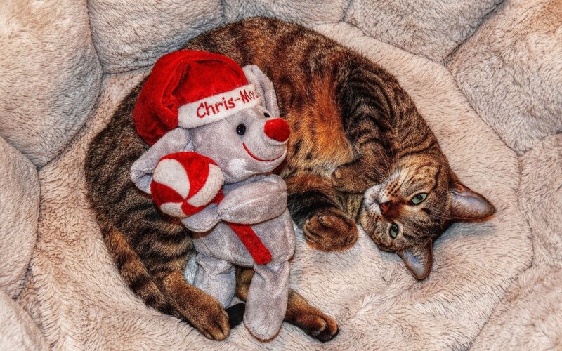 Cat with holiday toy