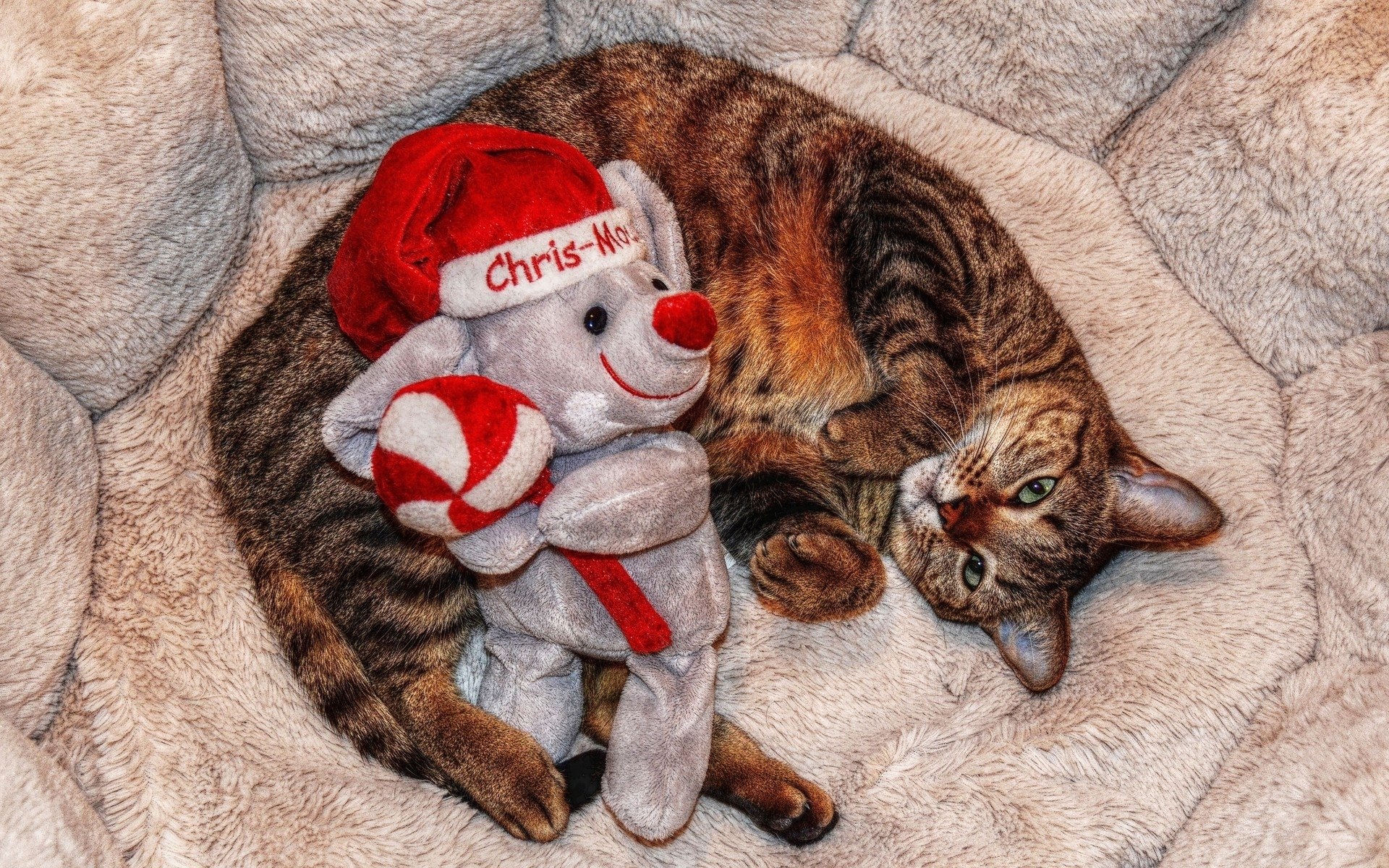 Cat with holiday toy