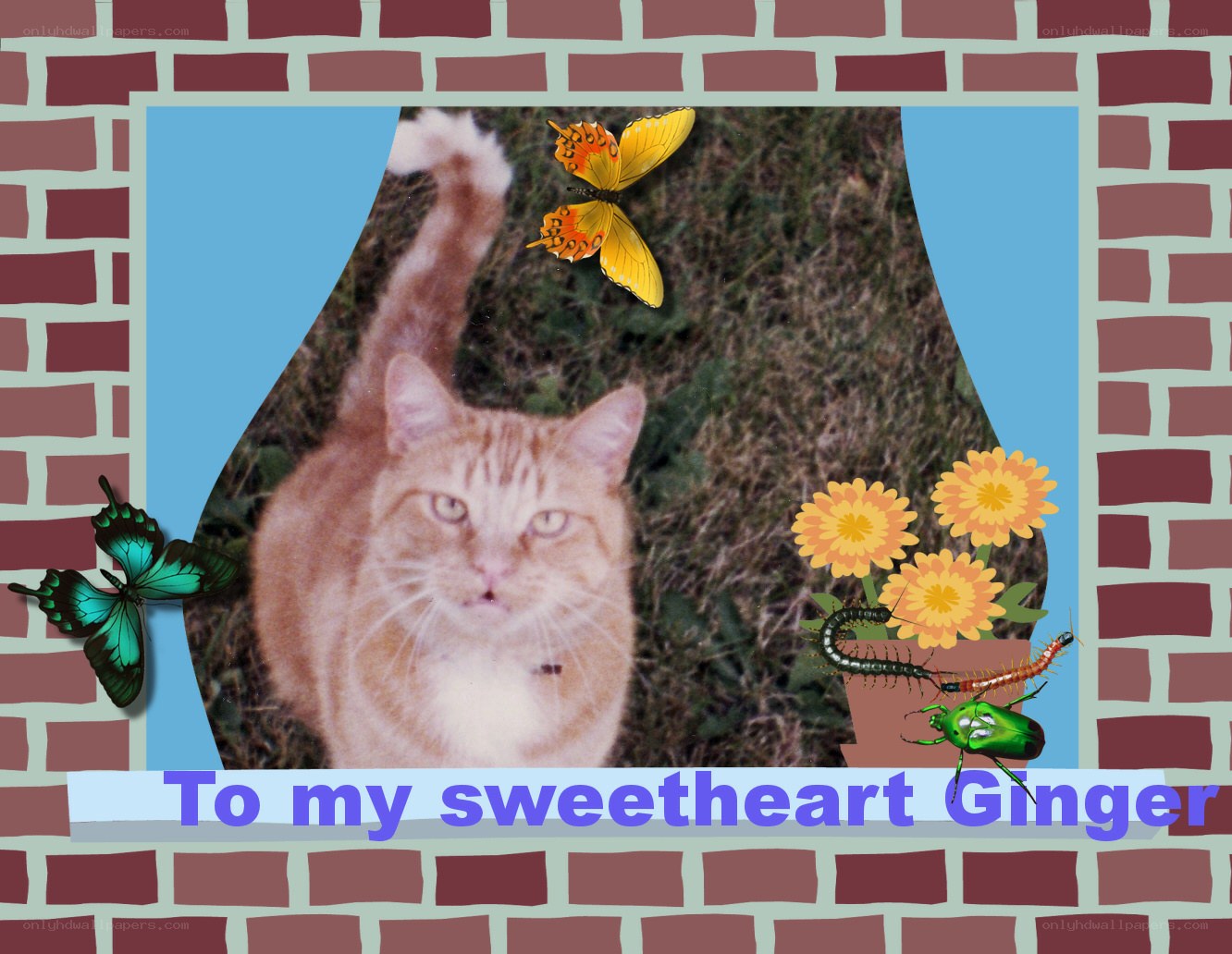 Cat with insects and flowers