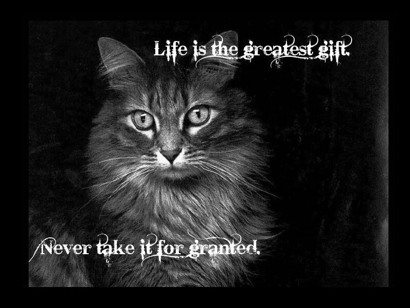 cat with inspirational quote