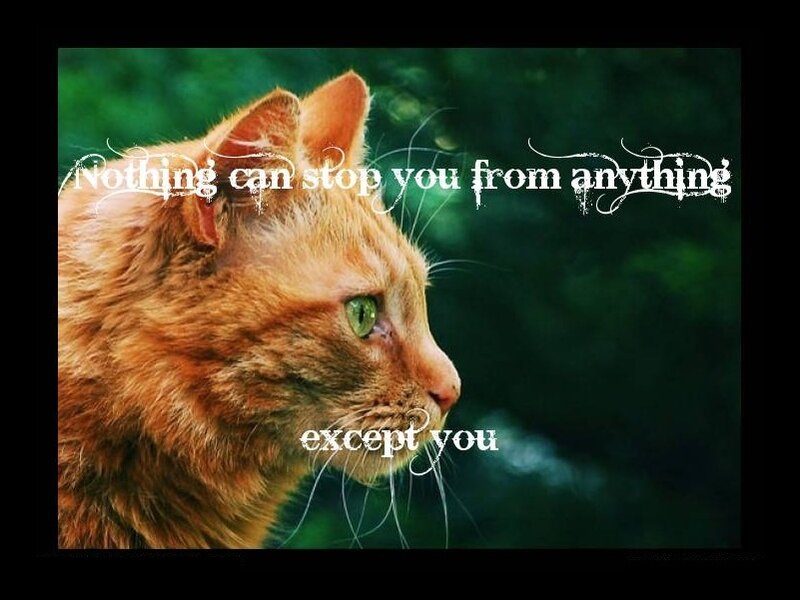 cat with inspirational quote