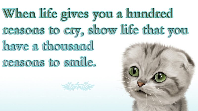 cat with inspirational quote