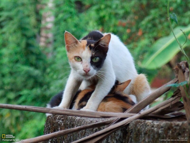 Cat with kittens in garden