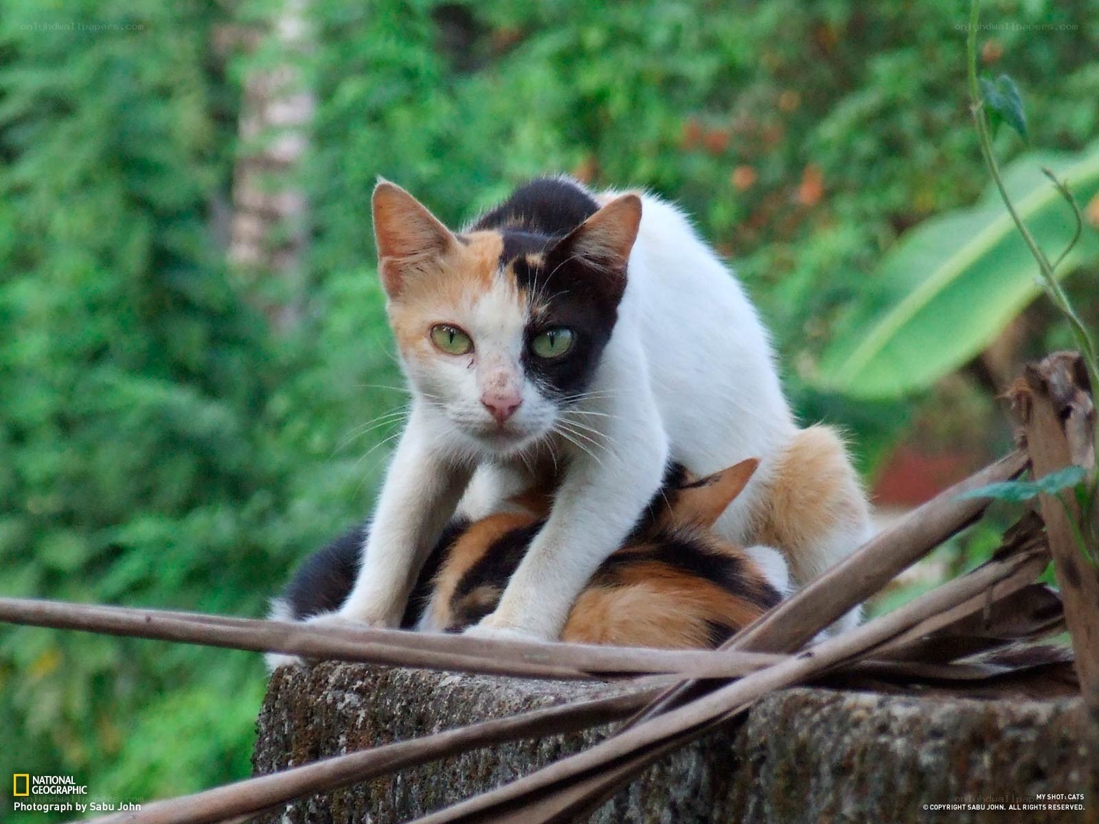 Cat with kittens in garden