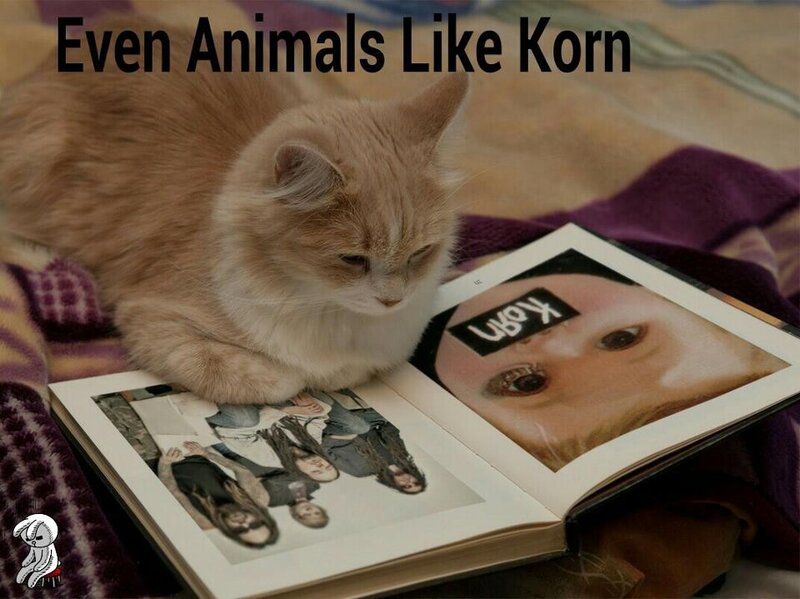 Cat with Korn photo album