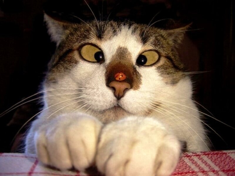 Cat with Ladybug on Nose