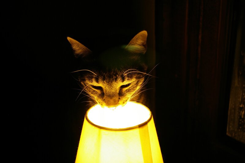 cat with lamp