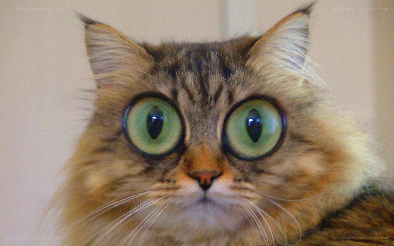 cat with large green eyes