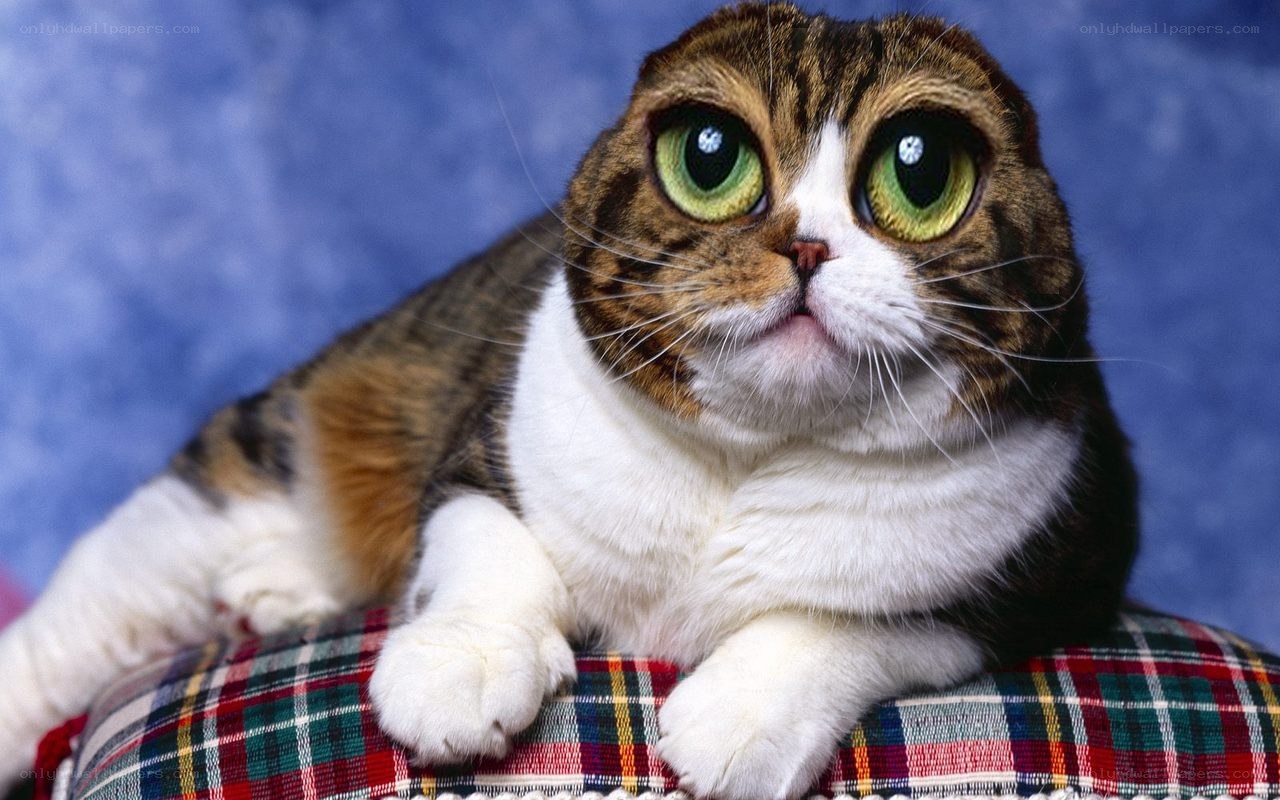 cat with large green eyes
