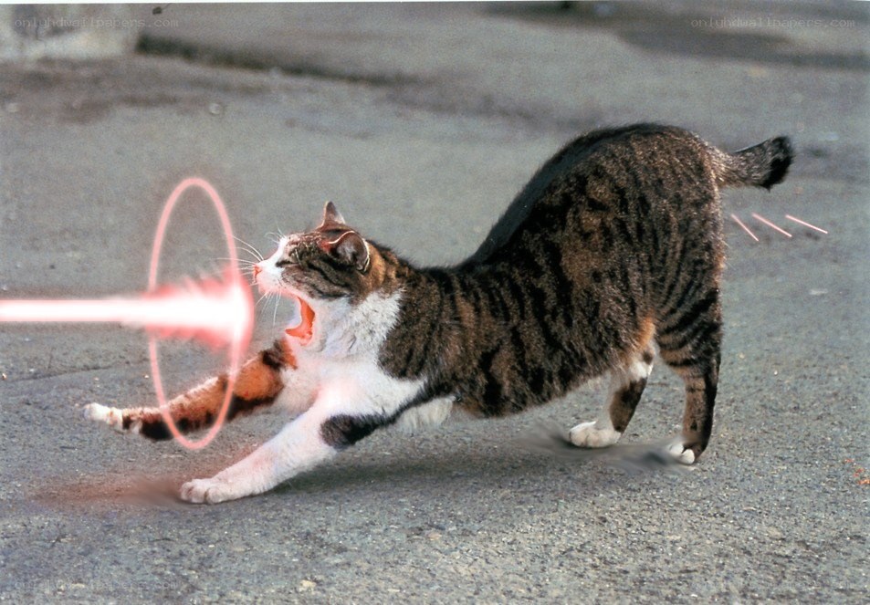 cat with laser beam