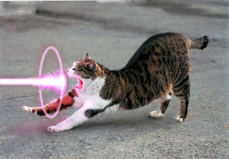 cat with laser beam