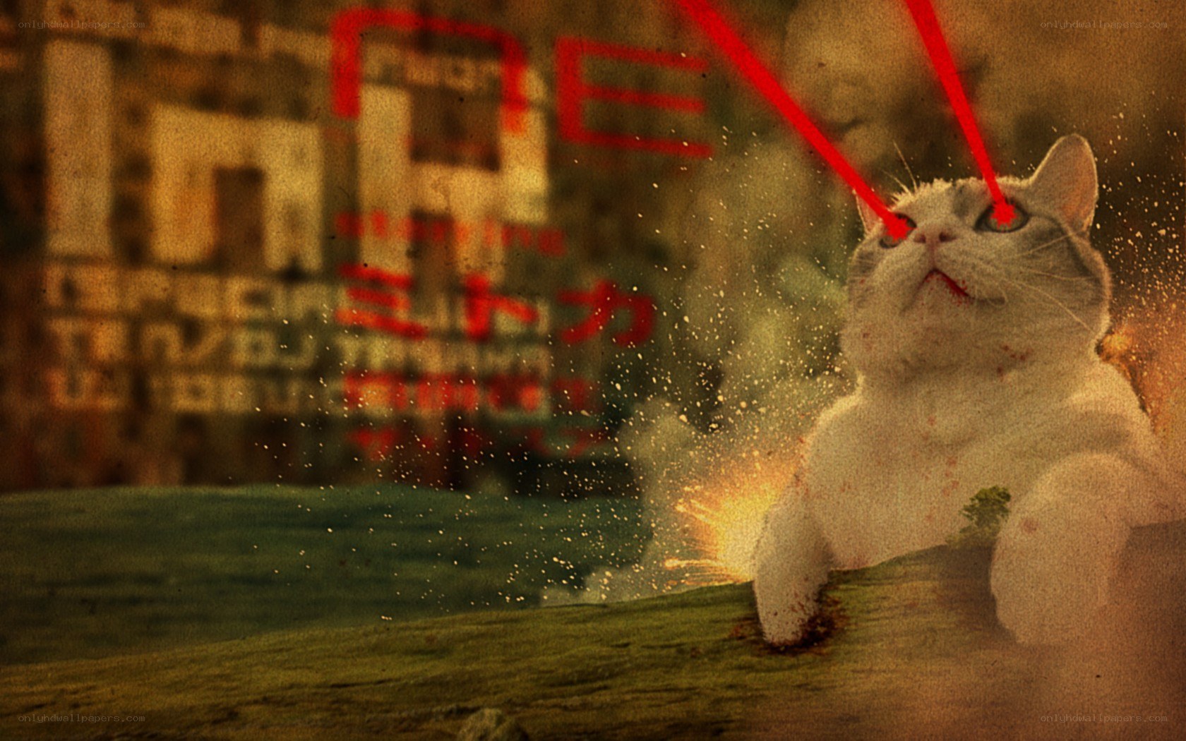 cat with laser eyes in explosion