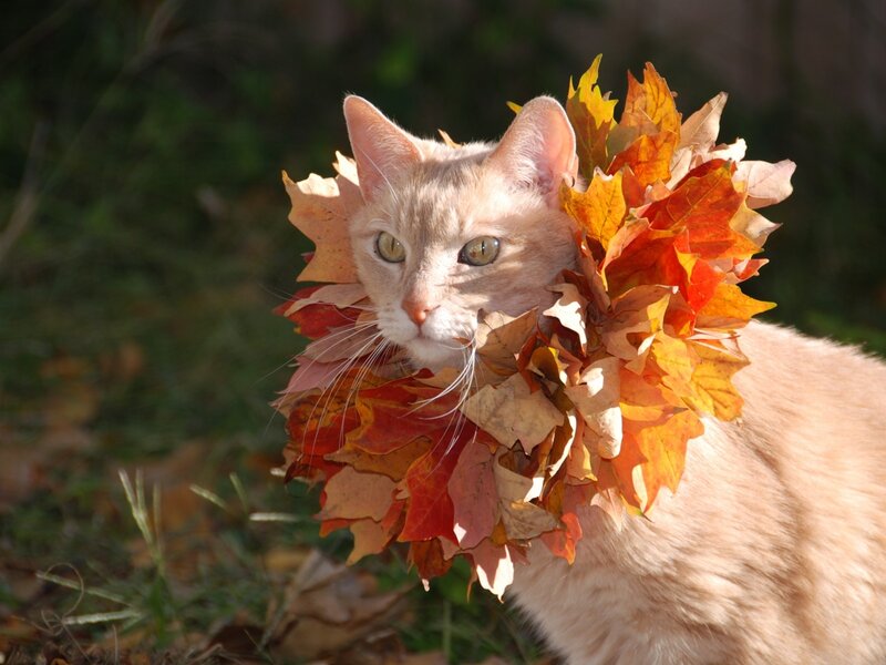 Cat with Leaf Collar — Orange