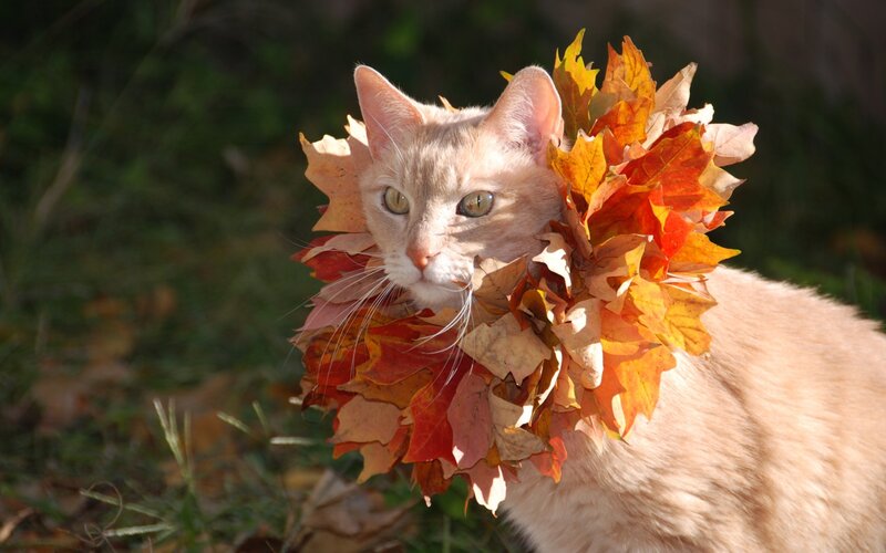 Cat with Leaf Collar