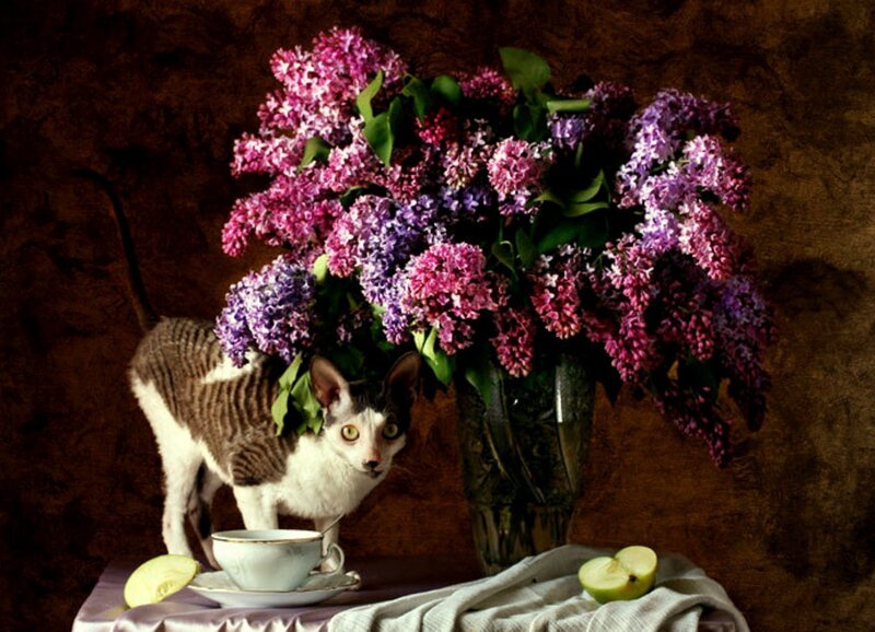 Cat with Lilac Bouquet