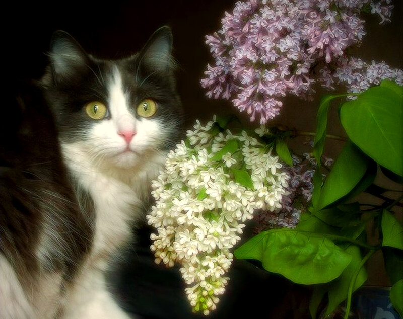 cat with lilac flowers