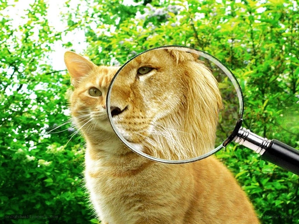 cat with lion magnified