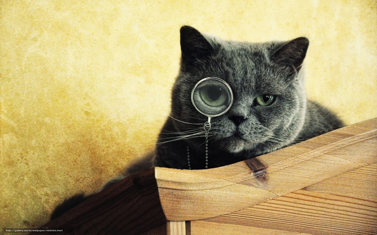 cat with magnifying glass