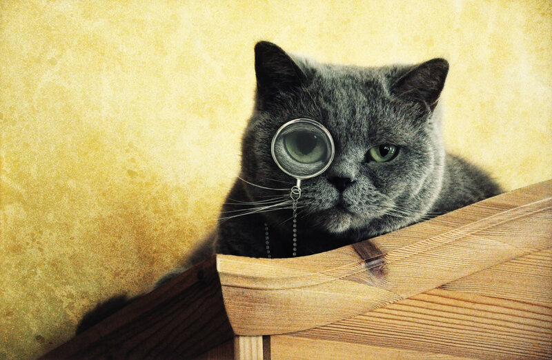 cat with magnifying glass