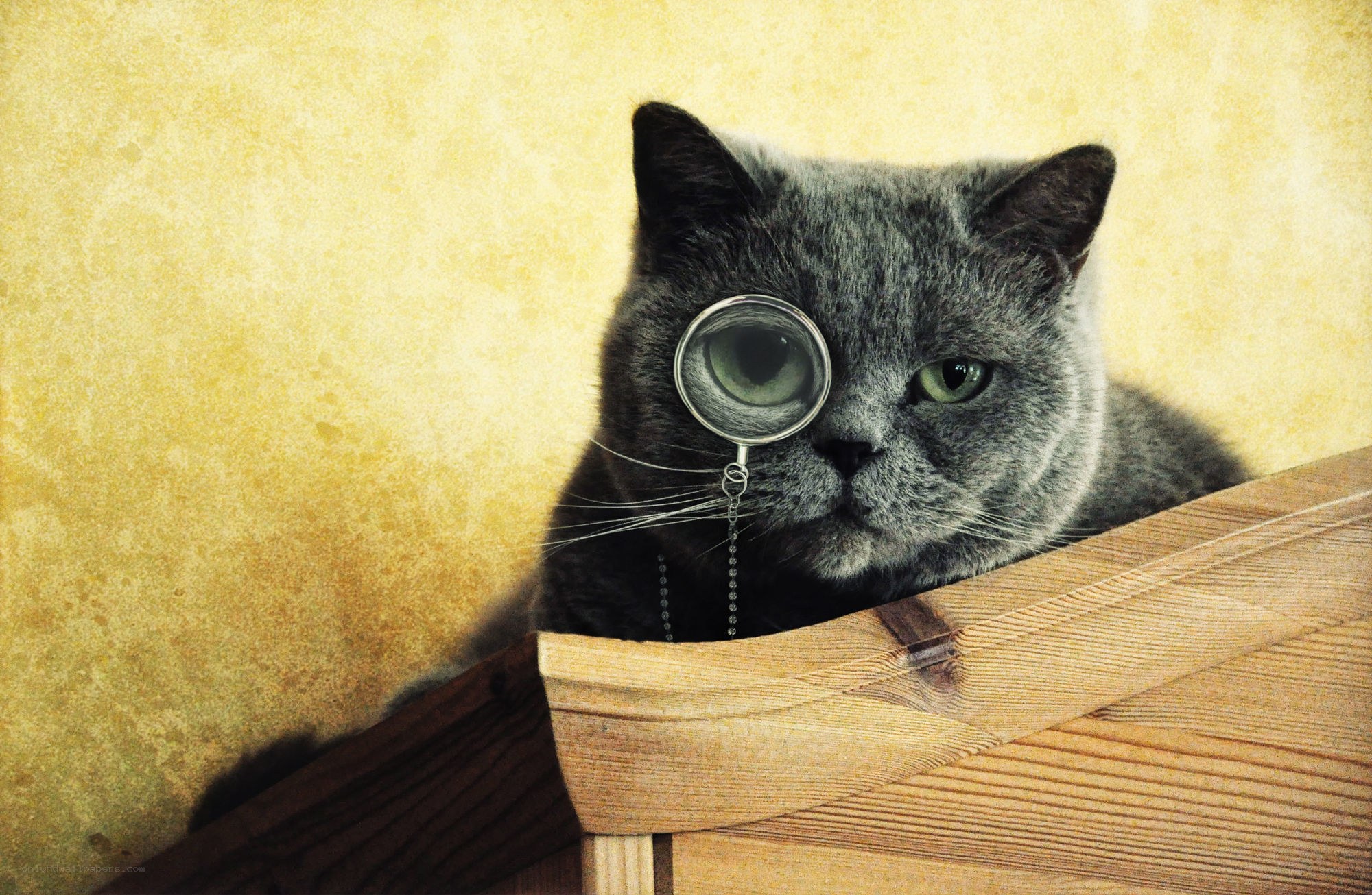 cat with magnifying glass