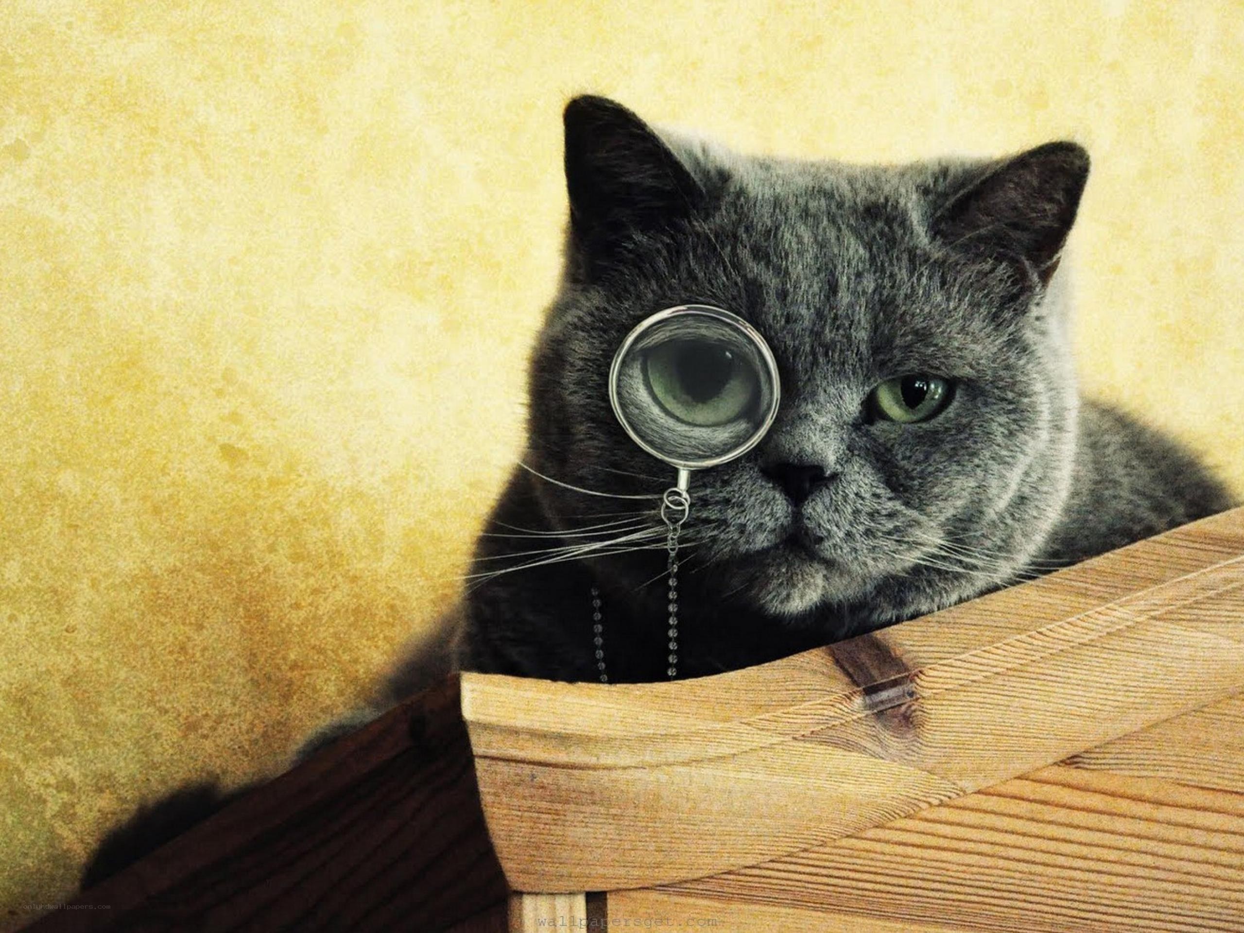 cat with magnifying glass