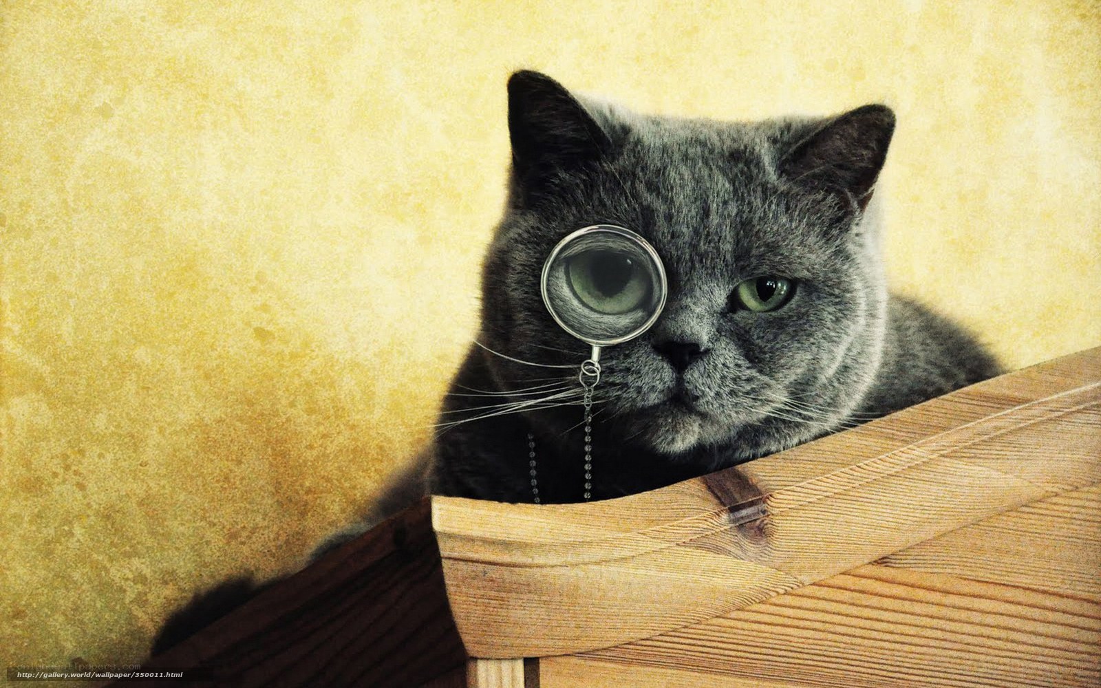 cat with magnifying glass