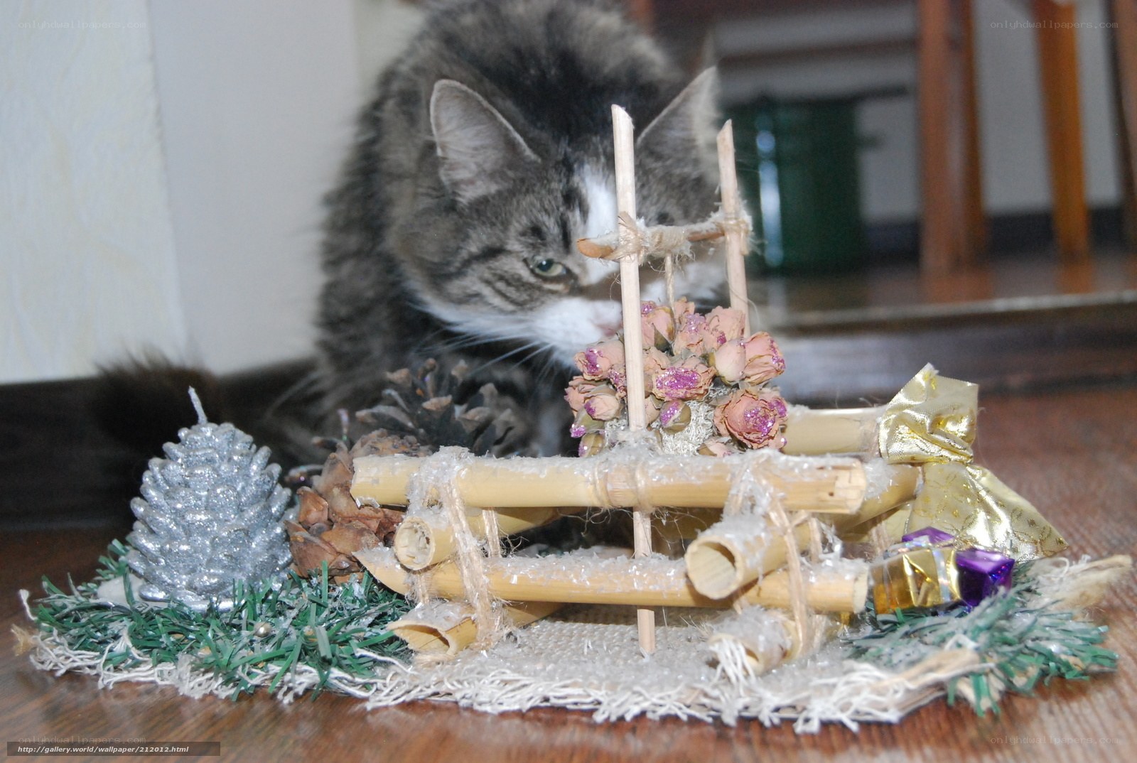 cat with miniature sleigh