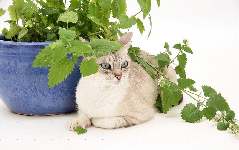 Cat with Mint Plant