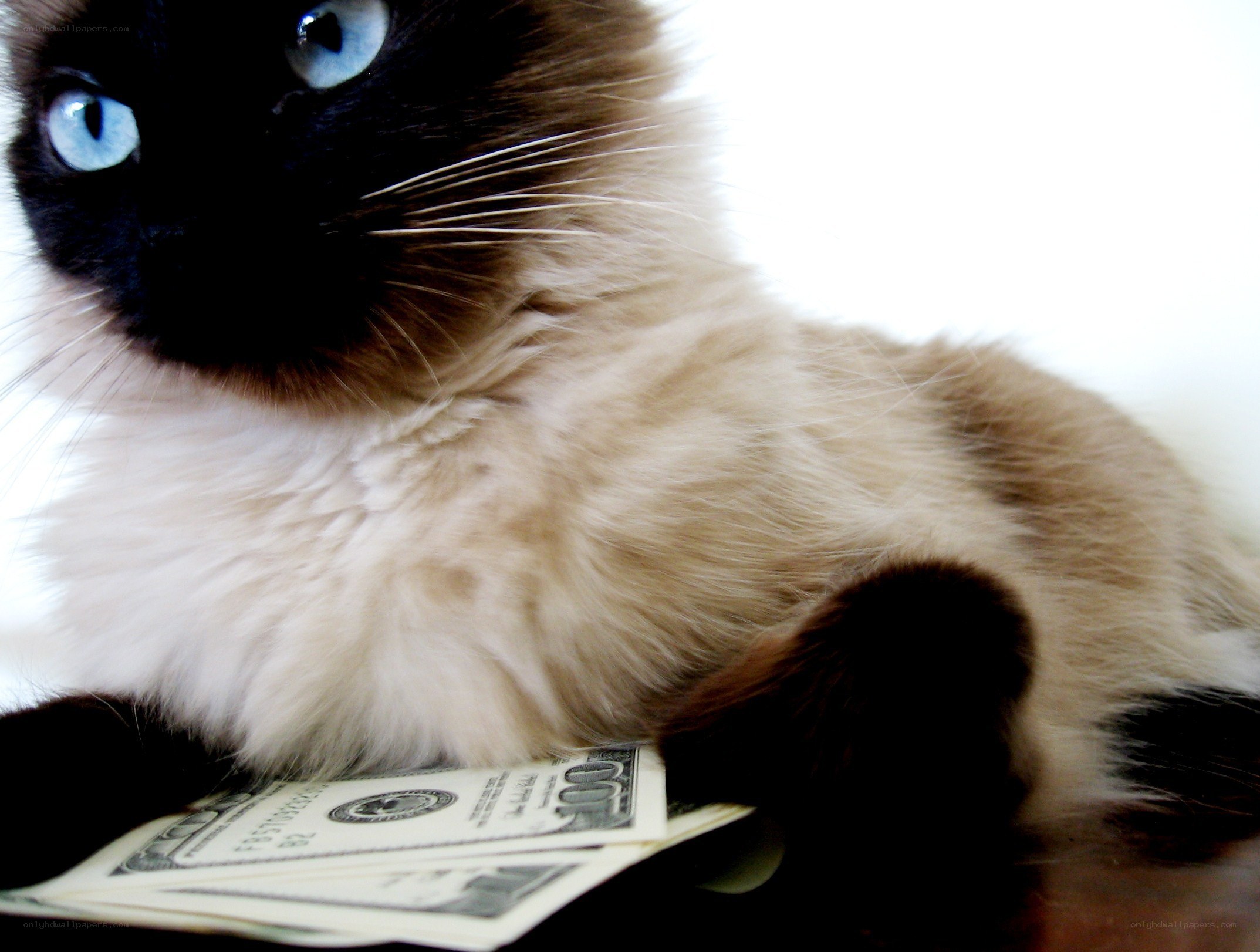 cat with money bills