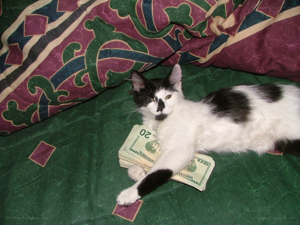 cat with money on bed
