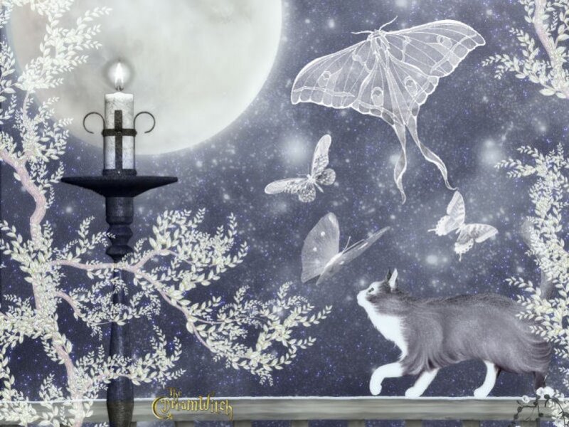 Cat with Moths at Night