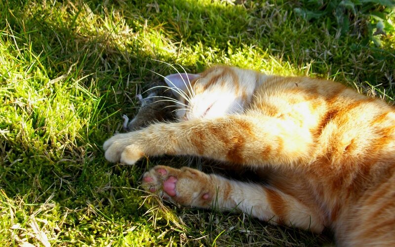 Cat with mouse in grass