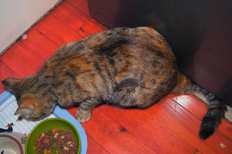 Cat with Mouse on Back — Brown