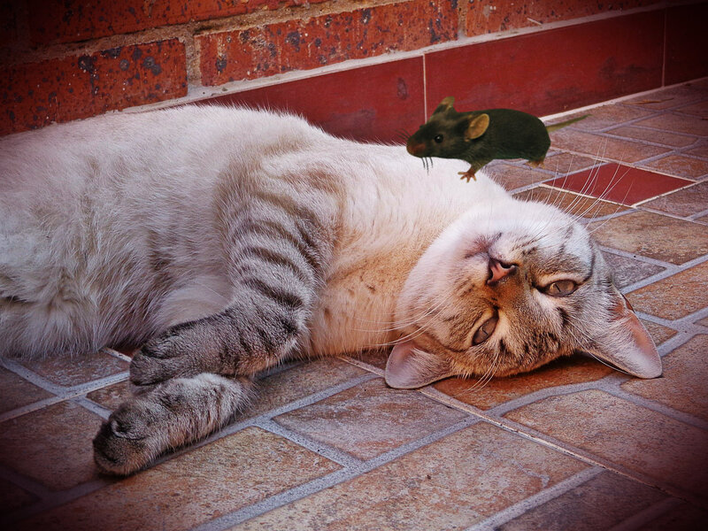 Cat with Mouse on Back — White