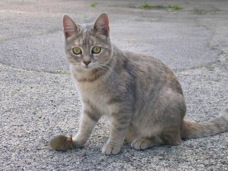 cat with mouse on pavement
