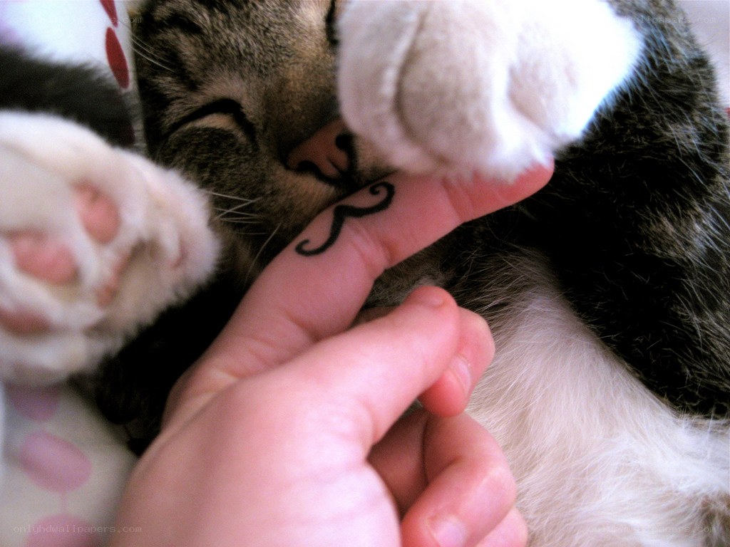 cat with mustache tattoo
