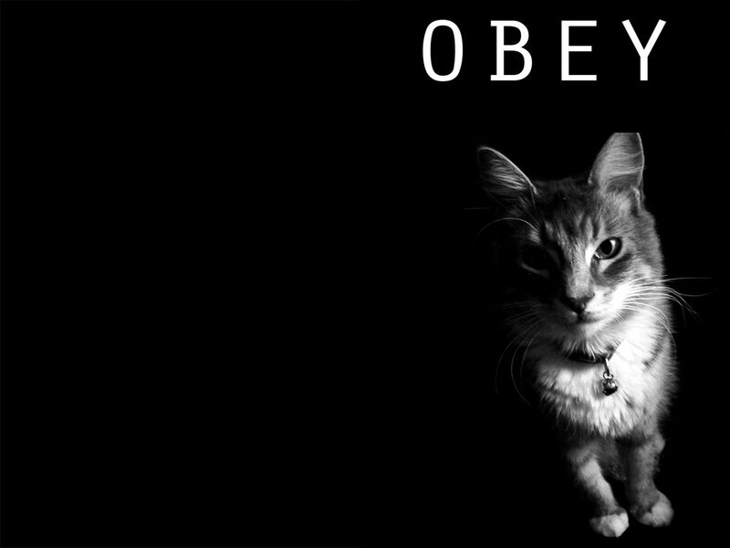cat with obey text