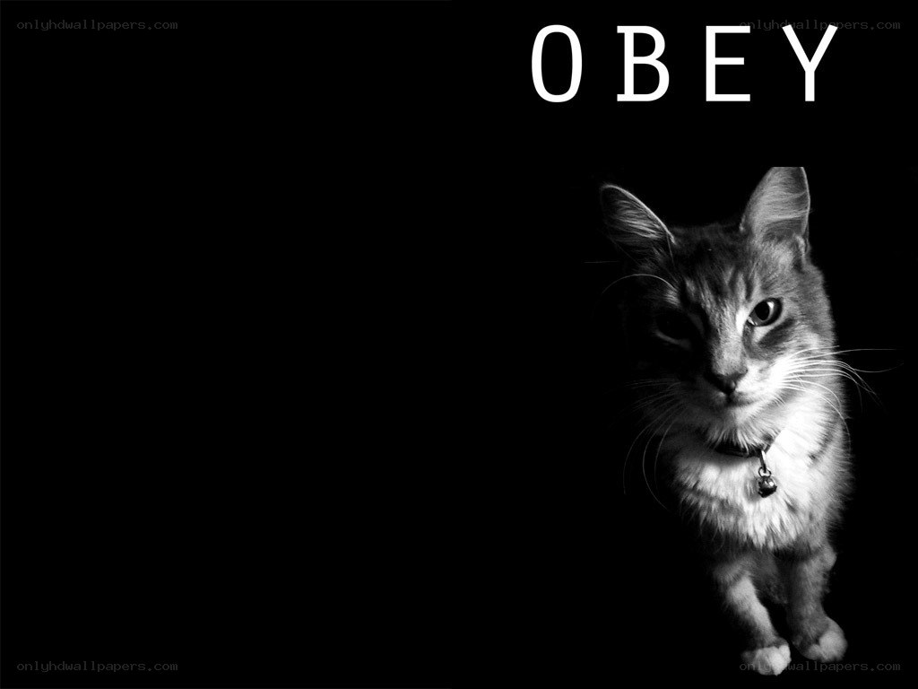 cat with obey text