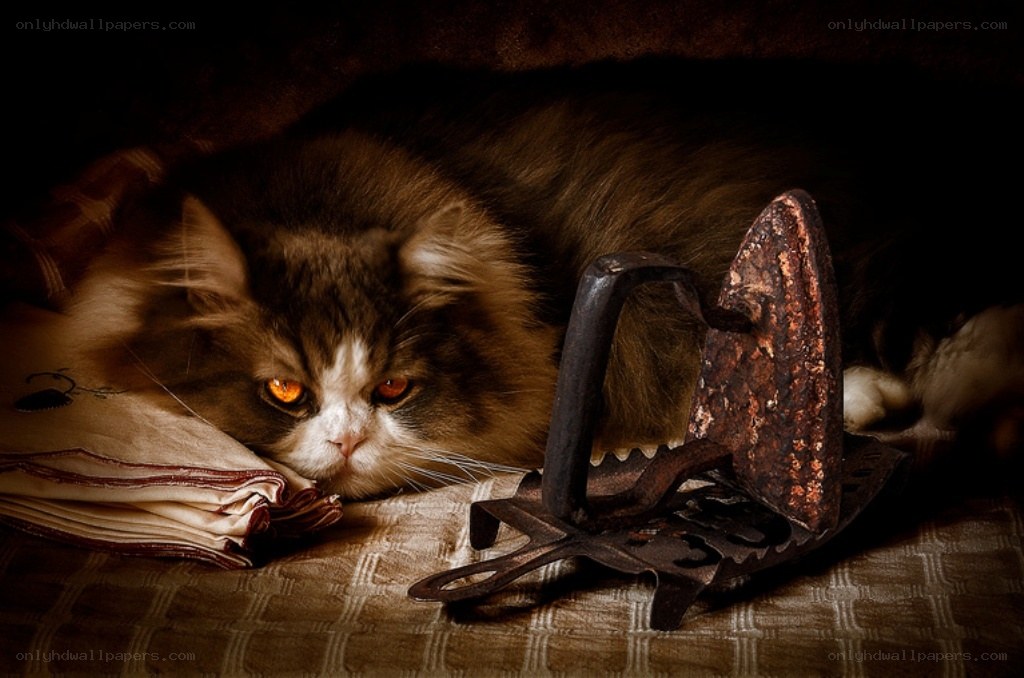 cat with old iron