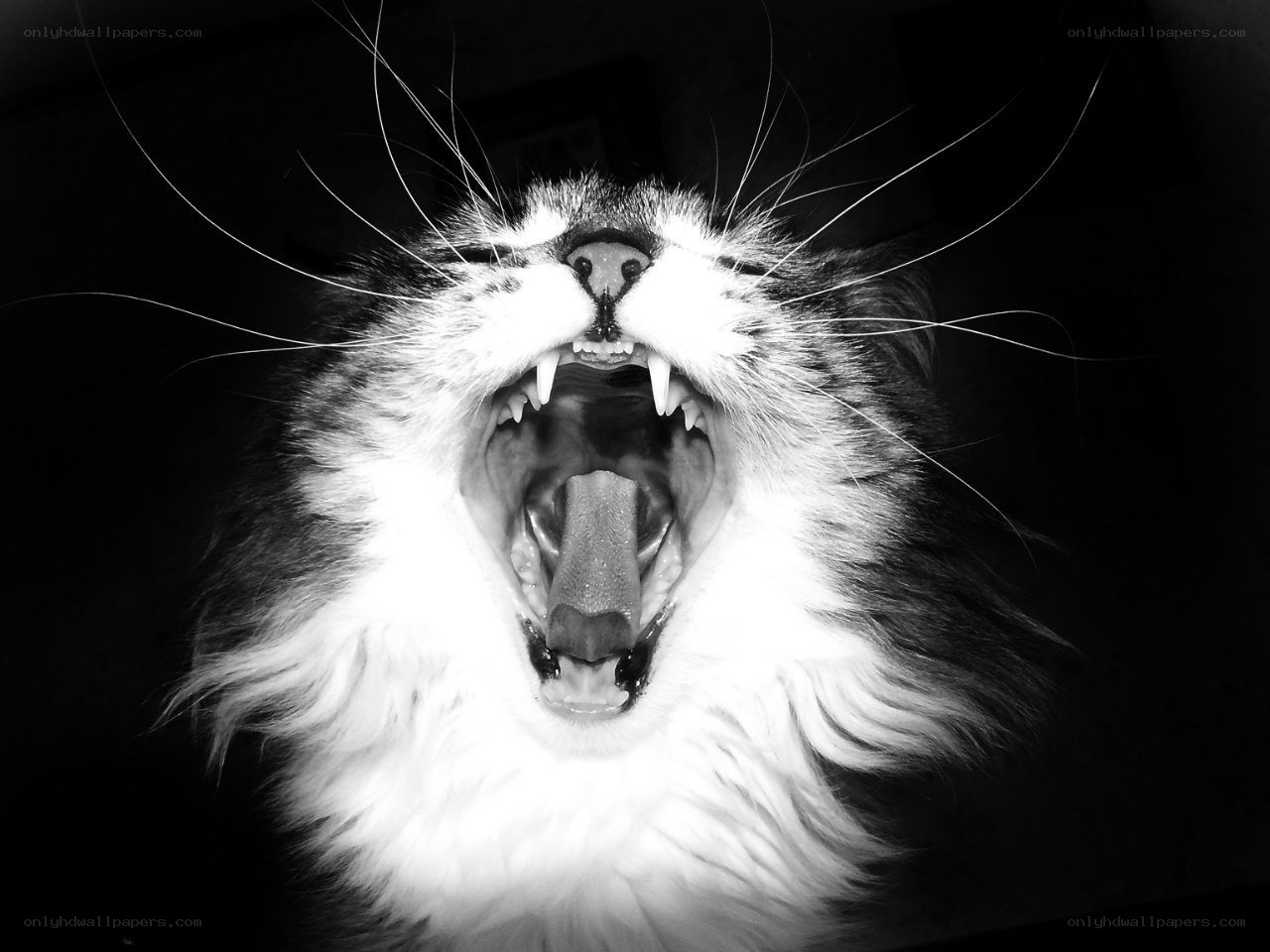 cat with open mouth