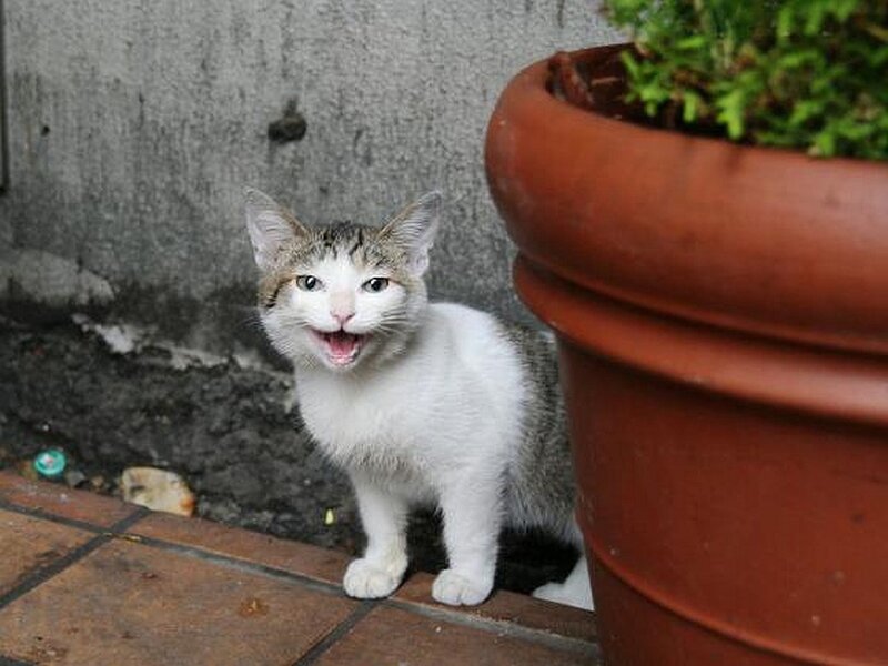 cat with open mouth