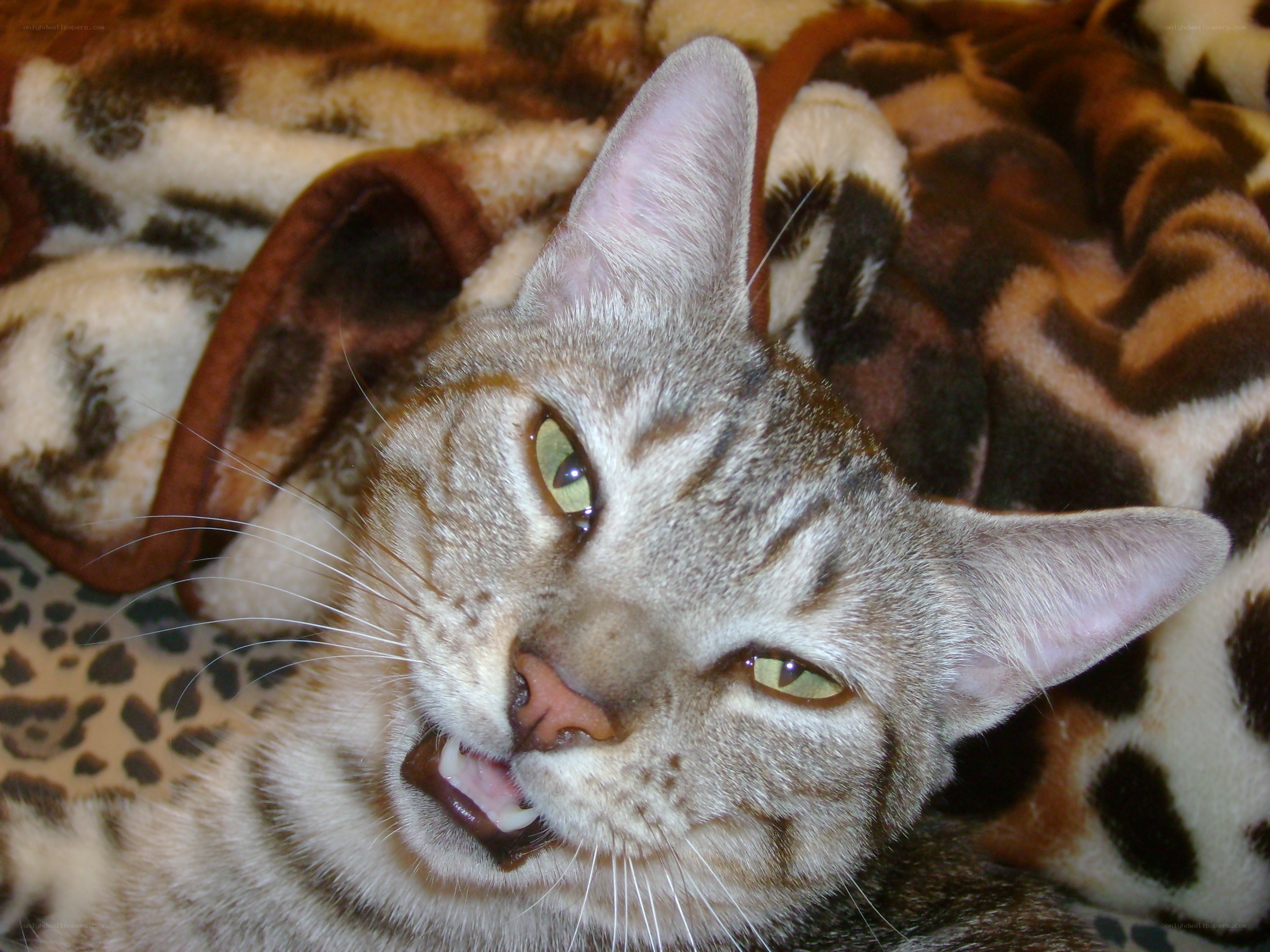 cat with open mouth