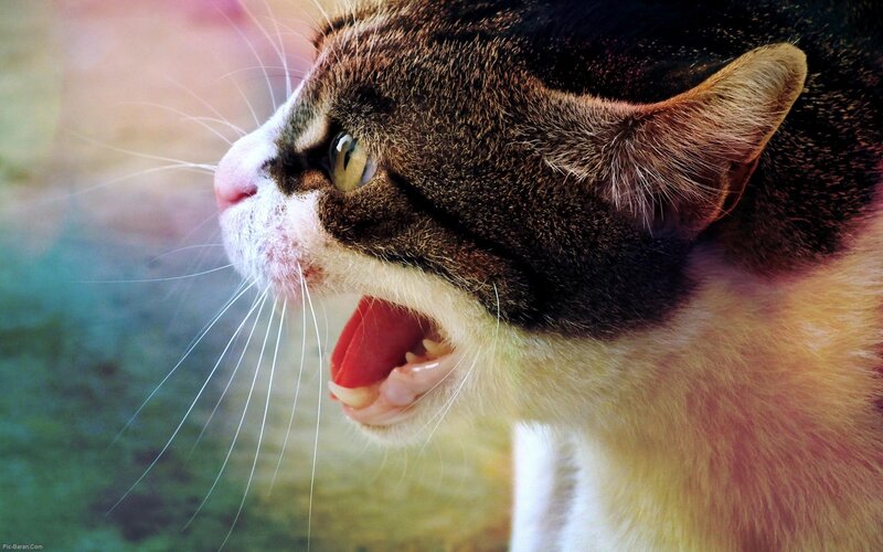 cat with open mouth